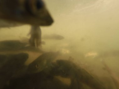 Balık popülasyonlarını ve balıkçılığı desteklemek için genç pikeperch 'i (Sander lucioperca) doğal sulara salma süreci. Bu uygulama stokların artmasına, biyolojik çeşitliliğin artmasına ve ekosistin sürdürülmesine yardımcı olur.