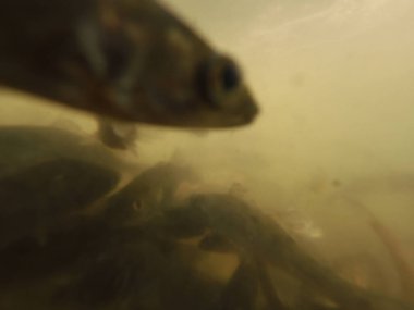 Balık popülasyonlarını ve balıkçılığı desteklemek için genç pikeperch 'i (Sander lucioperca) doğal sulara salma süreci. Bu uygulama stokların artmasına, biyolojik çeşitliliğin artmasına ve ekosistin sürdürülmesine yardımcı olur.