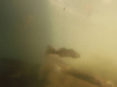 Tatlı su deposuna çingene tüneği (Sander lucioperca) stoklamak