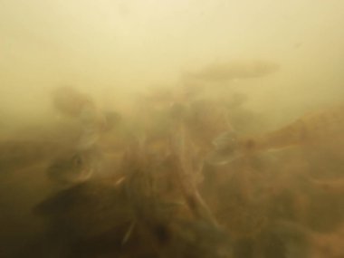 Tatlı su deposuna çingene tüneği (Sander lucioperca) stoklamak