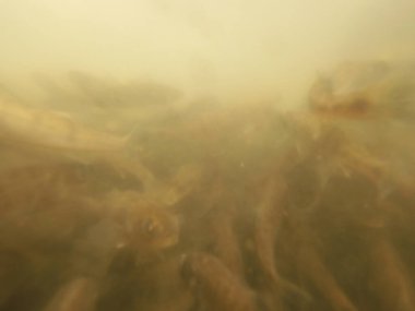 Tatlı su deposuna çingene tüneği (Sander lucioperca) stoklamak