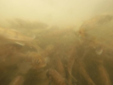 Tatlı su deposuna çingene tüneği (Sander lucioperca) stoklamak