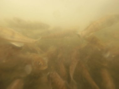 Tatlı su deposuna çingene tüneği (Sander lucioperca) stoklamak