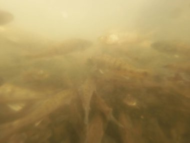 Tatlı su deposuna çingene tüneği (Sander lucioperca) stoklamak