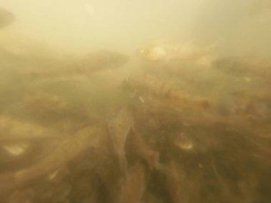 Tatlı su deposuna çingene tüneği (Sander lucioperca) stoklamak