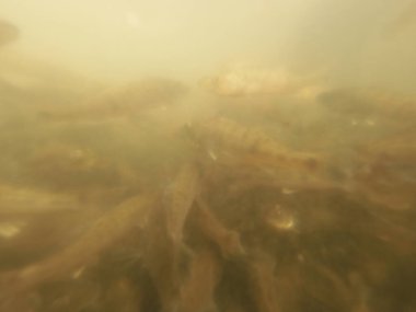 Tatlı su deposuna çingene tüneği (Sander lucioperca) stoklamak