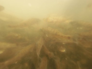 Tatlı su deposuna çingene tüneği (Sander lucioperca) stoklamak