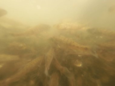 Tatlı su deposuna çingene tüneği (Sander lucioperca) stoklamak