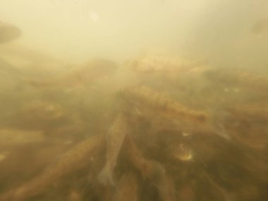 Tatlı su deposuna çingene tüneği (Sander lucioperca) stoklamak