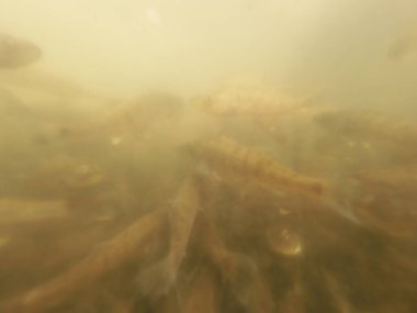 Tatlı su deposuna çingene tüneği (Sander lucioperca) stoklamak