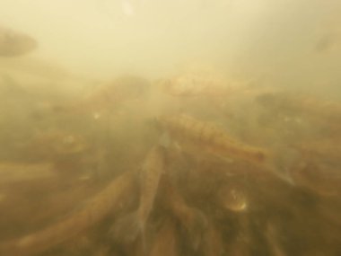 Tatlı su deposuna çingene tüneği (Sander lucioperca) stoklamak