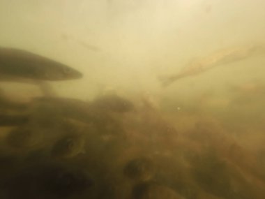 Tatlı su deposuna çingene tüneği (Sander lucioperca) stoklamak