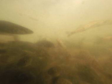 Tatlı su deposuna çingene tüneği (Sander lucioperca) stoklamak