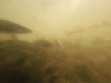 Tatlı su deposuna çingene tüneği (Sander lucioperca) stoklamak