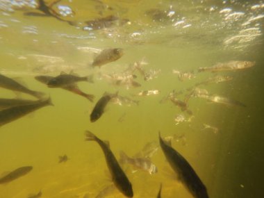 Tatlı su deposuna çingene tüneği (Sander lucioperca) stoklamak