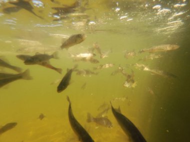 Tatlı su deposuna çingene tüneği (Sander lucioperca) stoklamak