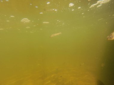 Tatlı su deposuna çingene tüneği (Sander lucioperca) stoklamak