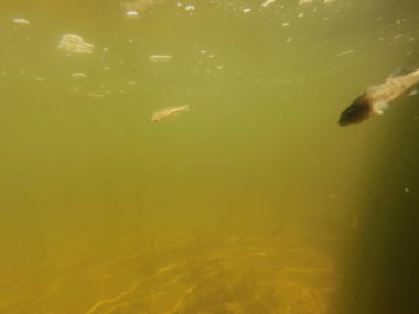 Tatlı su deposuna çingene tüneği (Sander lucioperca) stoklamak