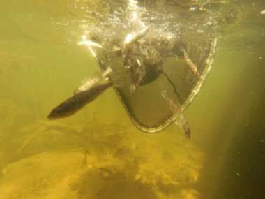 Tatlı su deposuna çingene tüneği (Sander lucioperca) stoklamak