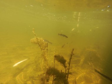 Tatlı su deposuna çingene tüneği (Sander lucioperca) stoklamak
