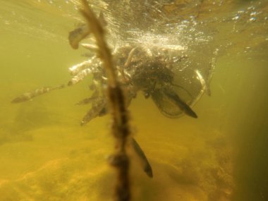 Tatlı su deposuna çingene tüneği (Sander lucioperca) stoklamak