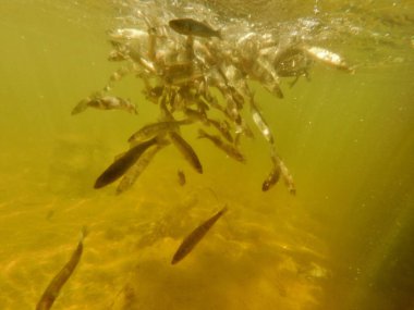 Tatlı su deposuna çingene tüneği (Sander lucioperca) stoklamak