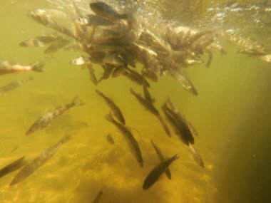 Tatlı su deposuna çingene tüneği (Sander lucioperca) stoklamak