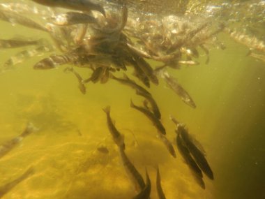 Tatlı su deposuna çingene tüneği (Sander lucioperca) stoklamak