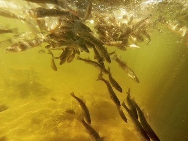 Tatlı su deposuna çingene tüneği (Sander lucioperca) stoklamak