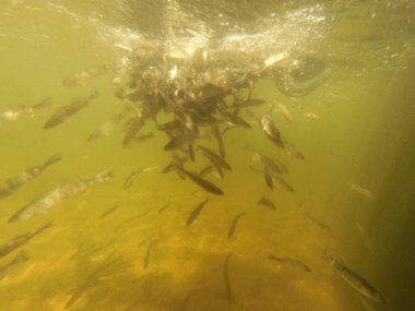 Tatlı su deposuna çingene tüneği (Sander lucioperca) stoklamak