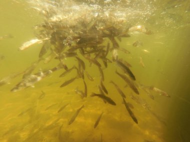 Tatlı su deposuna çingene tüneği (Sander lucioperca) stoklamak