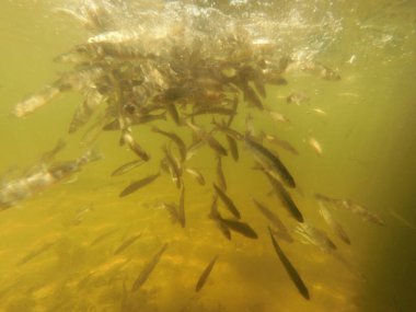 Tatlı su deposuna çingene tüneği (Sander lucioperca) stoklamak