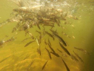 Tatlı su deposuna çingene tüneği (Sander lucioperca) stoklamak