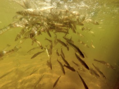 Tatlı su deposuna çingene tüneği (Sander lucioperca) stoklamak