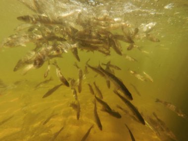 Tatlı su deposuna çingene tüneği (Sander lucioperca) stoklamak