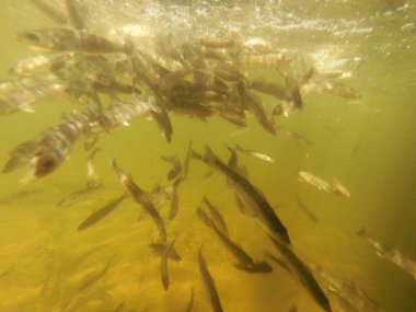Tatlı su deposuna çingene tüneği (Sander lucioperca) stoklamak