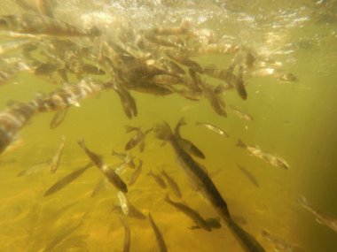 Tatlı su deposuna çingene tüneği (Sander lucioperca) stoklamak