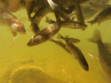 Tatlı su deposuna çingene tüneği (Sander lucioperca) stoklamak