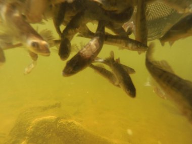Tatlı su deposuna çingene tüneği (Sander lucioperca) stoklamak