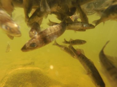 Tatlı su deposuna çingene tüneği (Sander lucioperca) stoklamak