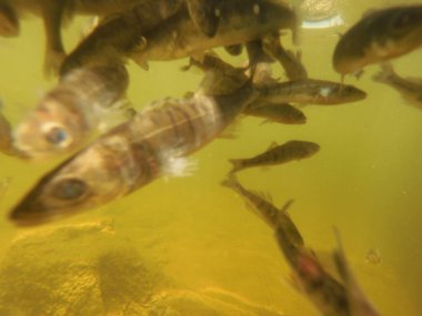 Tatlı su deposuna çingene tüneği (Sander lucioperca) stoklamak