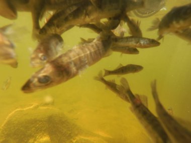 Tatlı su deposuna çingene tüneği (Sander lucioperca) stoklamak