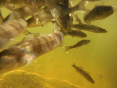Tatlı su deposuna çingene tüneği (Sander lucioperca) stoklamak