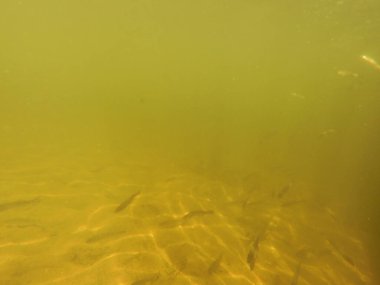 Tatlı su deposuna çingene tüneği (Sander lucioperca) stoklamak