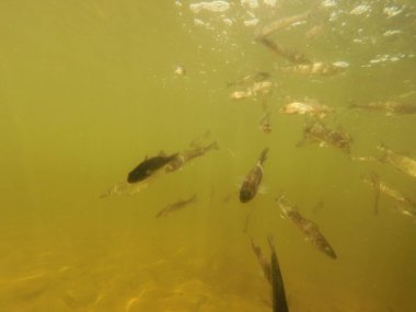 Tatlı su deposuna çingene tüneği (Sander lucioperca) stoklamak