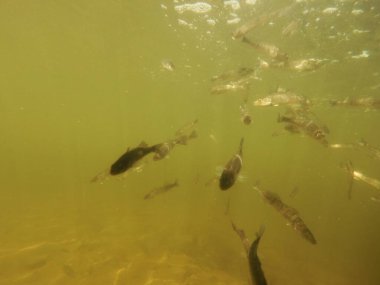 Tatlı su deposuna çingene tüneği (Sander lucioperca) stoklamak