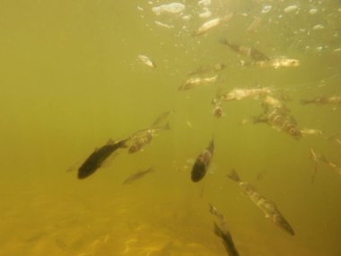 Tatlı su deposuna çingene tüneği (Sander lucioperca) stoklamak