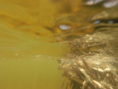 Tatlı su deposuna çingene tüneği (Sander lucioperca) stoklamak