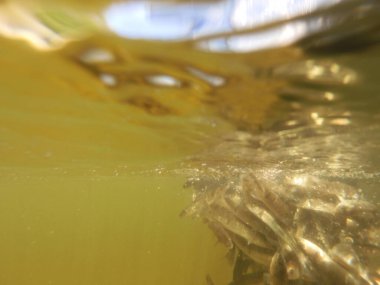 Tatlı su deposuna çingene tüneği (Sander lucioperca) stoklamak