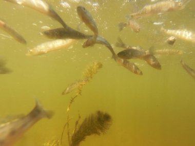 Tatlı su deposuna çingene tüneği (Sander lucioperca) stoklamak
